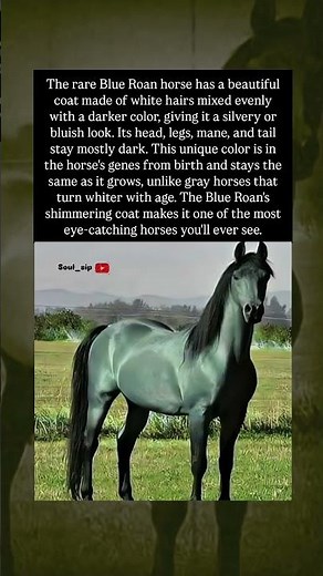 The Most Beautiful Horse? 🐎