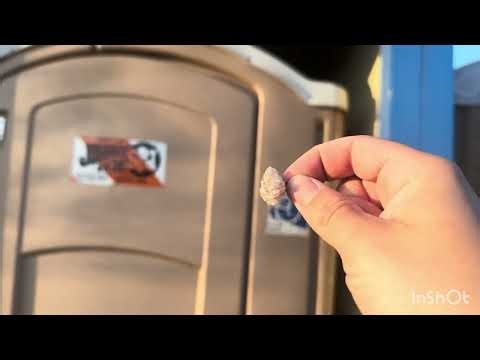 Paper Wasp Nest Removal