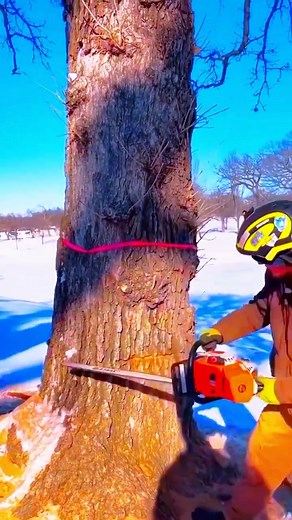 Biggest Tree Fall in snow Day! #treebranch #fall #tree #trees #woodworking #shortsfeed #shorts | Tree Cutting