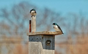 Birding Basics Pt. 3 - Breeding Behavior