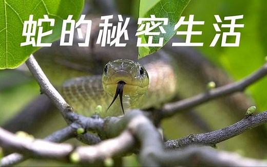 【纪录片】蛇的秘密生活 4K超清 英配中字 The Secret Life of Snakes（2016）