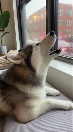 Why Dogs Howl at Sirens