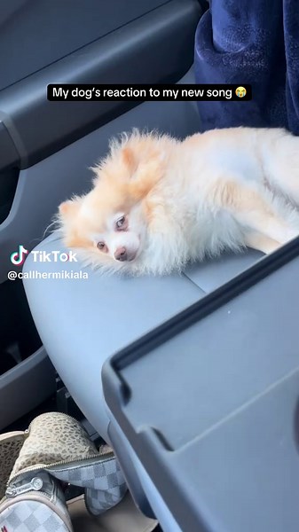 Funny Pomeranian Dog Reactions That Will Make You Laugh