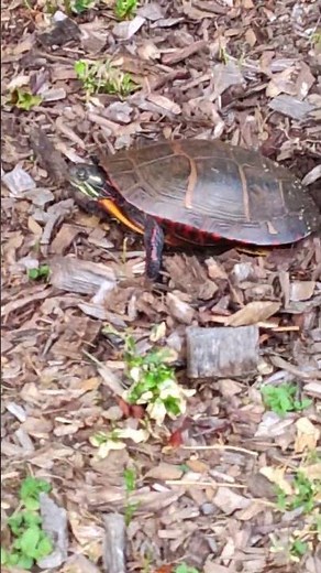 Rare Footage! Painted Turtle Lays Eggs in Nest | Wildlife Miracle Moment! #nature #newengland #ri