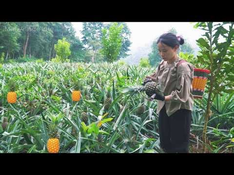 Off-Grid Living – Harvesting Pineapples and Making Dried Pineapple | Vang Mai