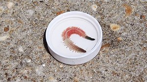 Swarms of biting clamworms seen in South Carolina coastal waters