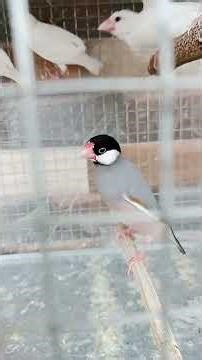 java pakhi❤️❤️💞🐦‍⬛🐦‍⬛ #birds #shortvideo #love #shortsfeed #subscribe #shorts #myvideo