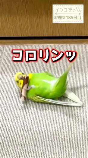 言ったらやるインコ…言葉、通じてる？ | She Does It When I Ask… Does She Understand Me? 🐥