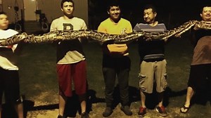 Teen finds massive python in yard