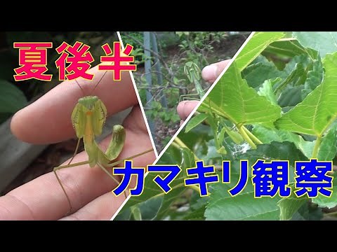 夏のカマキリ観察！だいぶ大きくなってきましたよ～