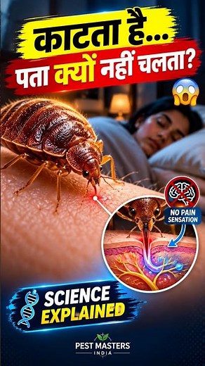 Why Don’t You Feel a Bed Bug Bite? 😱 Explained ! #BedBugs #BedBugBites #PestControl #Jaipur