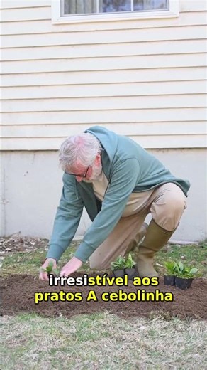 7 Plantas Comestíveis Fáceis de Cultivar em Casa | Guia Rápido