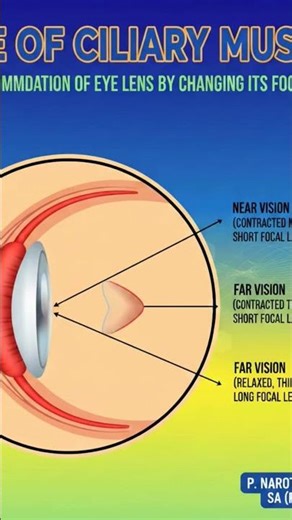###Role of ciliary muscle ###