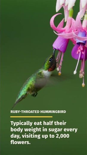 Ruby-throated hummingbird #science #funfacts #stpatricksday #wildlife