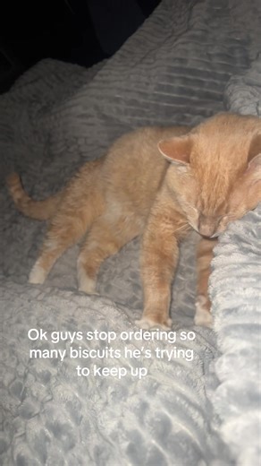 Pumpkin's Adorable Bedtime Routine with Biscuits