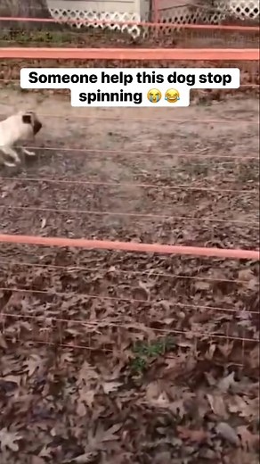Pug is just having the time of his life spinning around endlessly 😂 #dog #pug #funnyvideos #cute #pet #silly | FluffarooCentral