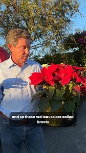 Your holiday Poinsettia isn’t just a seasonal bloom—it’s a perennial beauty. 🌿✨ Those vibrant red bracts are part of the plant’s natural cycle, responding to light and care. With a little attention, your Poinsettia can stay healthy long past the holidays and even bloom again next year. 📍 Carlsbad, California | The Flower Fields