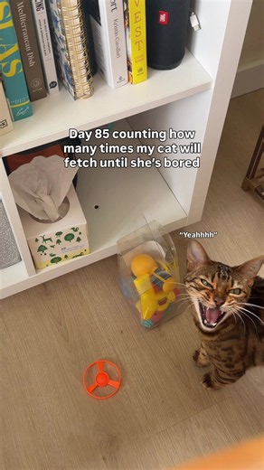 Cat Fetch Tricks: Teach Your Bengal to Fetch in Simple Steps