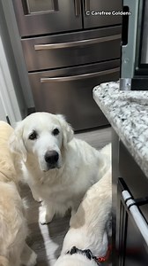 Our little sister had her first mom’s homemade sweet potato chips. They were cooked in the dehydrator for 14 hours ❤️ IG @carefreegoldens | Carefree Goldens