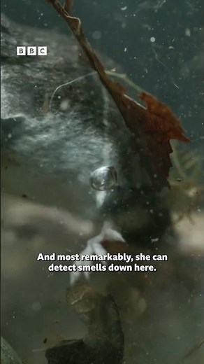 Meet the amazing bubble-sniffing water shrew!