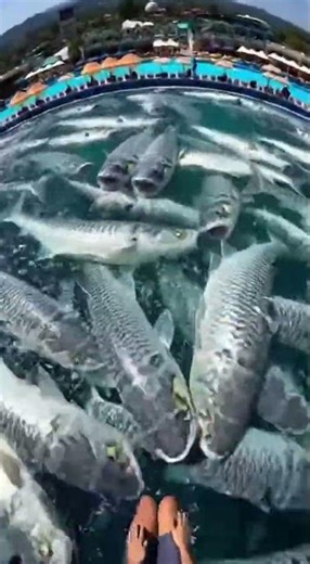 Waterslide into pool full of giant fish #funny #memes