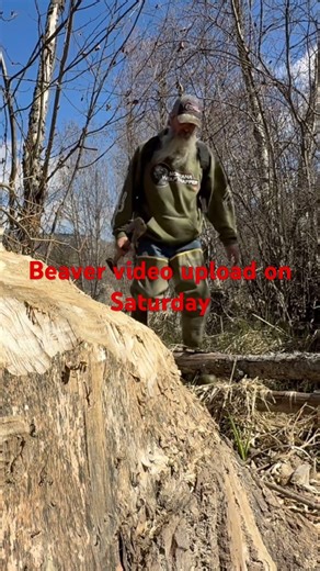 Beaver video will upload on Saturday