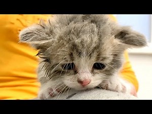 Dry kitten Johnny after bath