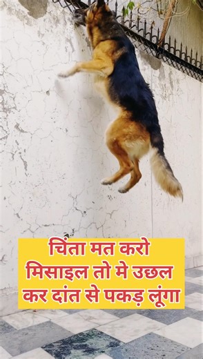 Amazing Jump of Powerful and Active German Shepherd Dog 🐕 गजब की जम्प करता है GSD 🐕 Farmamrit #short