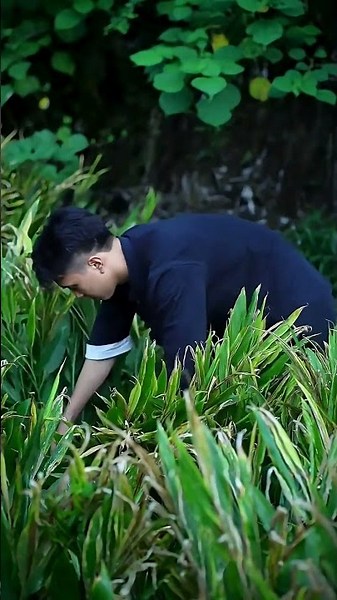 From Forest to Ferment Wild Ginger Harvesting & Homemade Kimchi Making Guide