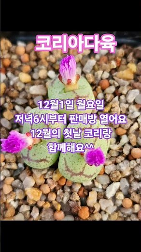 #코리아다육#코노피튬#리톱스 #아프리카식물 #다육식물 #빌로붐#힐링