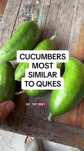 Easy Mini Cucumbers for Quick Harvesting