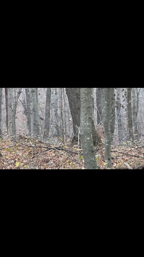 Another big buck | Caddis Vang