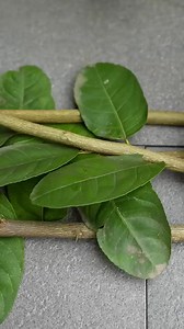 14K views · 106 reactions | Best method and unique ideas for propagating lemon trees from cuttings | Nathan & Alsop | Facebook