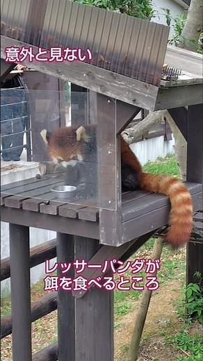 意外と見ないレッサーパンダの食事風景