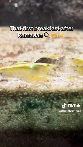 🦐 Eid Mubarak from the Shrimp Tank! 🌙✨ The shrimp have officially broken their fast—it’s the first breakfast after Ramadan, and let’s just say… it’s a feeding frenzy! 🍽️ It’s all tiny legs, happy zoomies, and munching sounds over here. Wishing everyone peace, joy, and a tank full of happy shrimps this Eid! Drop a 🦐 if your shrimp celebrated with a special treat too! #EidMubarak #ShrimpBreakfast #NeocaridinaShrimp #ShrimpKeeping #FreshwaterShrimp #PlantedTank #AquariumLife #NanoAquarium #Shri