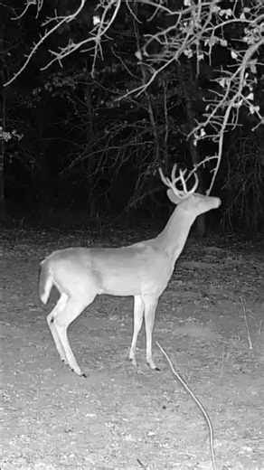 Buck Checks His Scrape in 4K