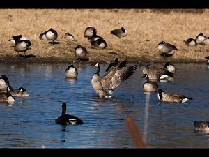 DIY Goose Decoys Cheap and easy 4K