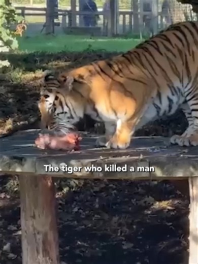 Tiger who killed man spotted for the first time as wildlife park reopens 🚨 🐯 #uknews #yorkshirewildlifepark #tiger