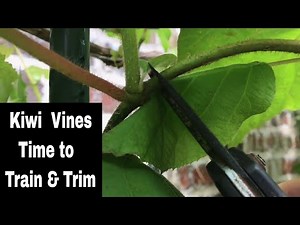 How To Grow A Kiwi Tree or Vine From Seed - 14 Months