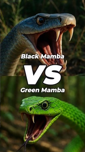 Black mamba vs Green mamba vs Anaconda vs Python