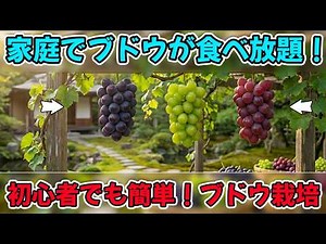 How to Harvest Grapes Unlimitedly | Easy Growing and Propagation Methods for Beginners