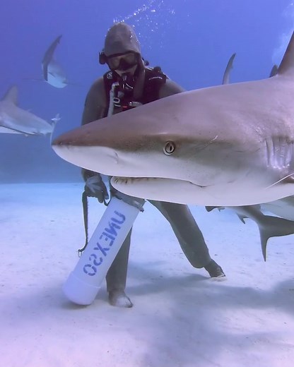 Exploring the Deep: Shark Diving Adventure in The Bahamas with Cristina Zenato