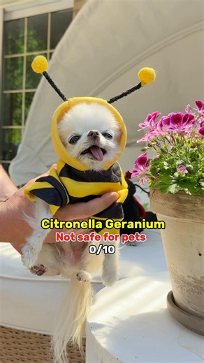 Beedric the tiny chihuahua bee is back to educate about pet safety of PURPLE flowers 🌸🐝🐾🐶