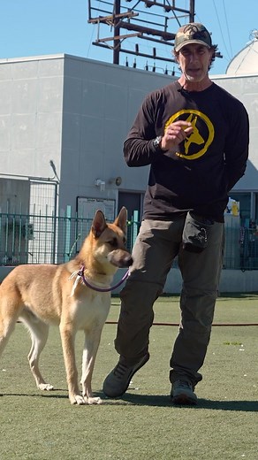Bentley is a great #shepherd mix available for adoption at the @westla_shelter Young, sweet and happy. Just looking for a friend and a place to call home. All info is in the video. #germanshepherd #shelterdogsofinstagram #rescuedogsofinstagram #adoptme | Robert Cabral