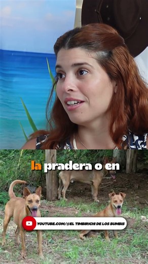 Perros en el zoo