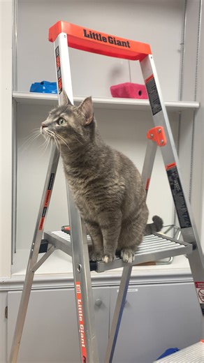 Sadly, Blossom's dreams of joining Cirque Du Soleil came to nothing but she wants you to know she is available for adoption. You can visit her during Open Hours Tuesdays and Saturdays 1 - 3 pm. | PFS Shelter
