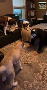 Dogs Doing Dumb Things 😂 | Hilarious Pet Compilation #comedypets #petcomedy #doghumor