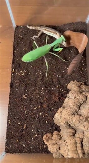 The "Nature" Angle: Tiny Predator: Praying Mantis vs. Small Lizard | Nature’s Law