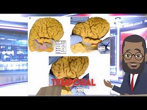 Temporal Lobe Anatomy in 5 Minutes.