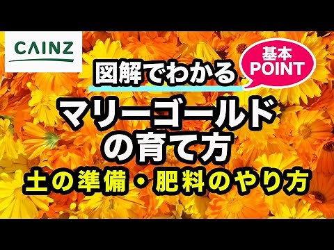 マリーゴールドの育て方 ｜初心者でも安心ポイント【カインズ花図鑑 】